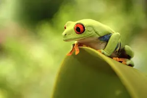 Callidryas: Red-eyed Tree Frog