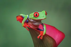 Eyed: Red-eyed tree frog