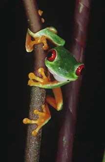 Callidryas: Red-eyed Tree Frog (Agalychnis callidryas)