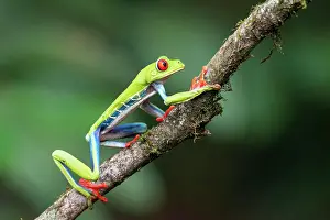 Red eyed tree frog (Agalychnis callidryas), Caribbean