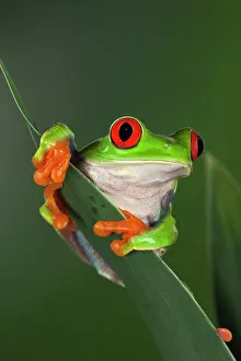Callidryas: Red-Eyed Tree Frog (Agalychnis callidryas)