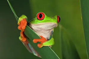 Callidryas: Red-Eyed Tree Frog (Agalychnis callidryas)