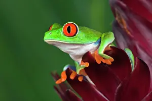 Callidryas: Red-Eyed Tree Frog (Agalychnis callidryas)