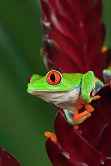Callidryas: Red-Eyed Tree Frog (Agalychnis callidryas)
