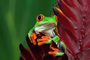 Callidryas: Red-Eyed Tree Frog (Agalychnis callidryas)