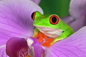 Callidryas: Red-Eyed Tree Frog (Agalychnis callidryas)