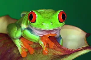 Callidryas: Red-Eyed Tree Frog (Agalychnis callidryas)