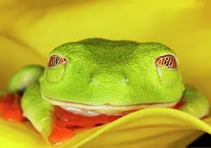 Callidryas: Red-eyed Tree Frog, Agalychnis callidryas