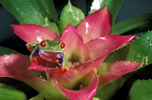 Micro: Red-eyed tree frog (Agalychnis callidryas)