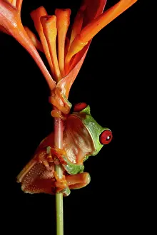 Callidryas: Red-eyed Tree Frog (Agalychnis callidryas), Puntarenas