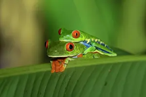 Rain Forest: The Red-Eyed Tree Frog (Agalychnis callidryas) is an