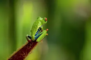 Rain Forest: The Red-Eyed Tree Frog (Agalychnis callidryas) is an