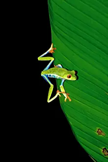 Rain Forest: The Red-Eyed Tree Frog (Agalychnis callidryas) is an