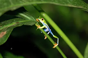 Rain Forest: The Red-Eyed Tree Frog (Agalychnis callidryas) is an