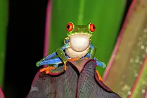 Rain Forest: The Red-Eyed Tree Frog (Agalychnis callidryas) is an