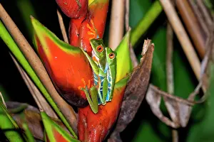 Rain Forest: The Red-Eyed Tree Frog (Agalychnis callidryas) is an
