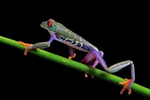 Eyed: Red-eyed tree frog (Agalychnis callidryas), adult