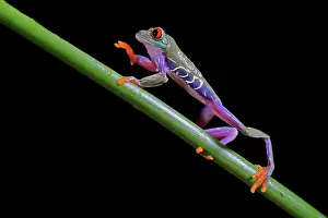 Eyed: Red-eyed tree frog (Agalychnis callidryas), adult