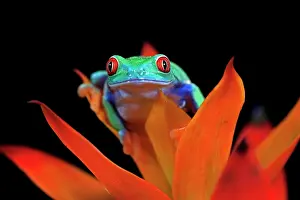 Eyed: Red-eyed tree frog (Agalychnis callidryas), adult