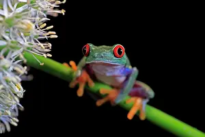 Eyed: Red-eyed tree frog (Agalychnis callidryas), adult