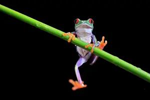 Eyed: Red-eyed tree frog (Agalychnis callidryas), adult