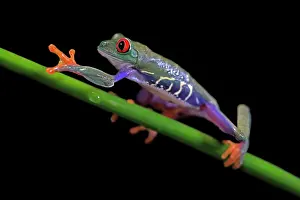 Eyed: Red-eyed tree frog (Agalychnis callidryas), adult