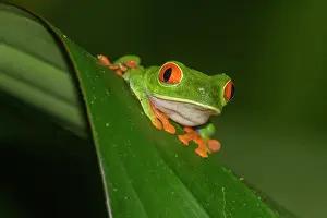 Lodge: Red-eyed tree frog (Agalychnis callidryas), Arenal