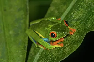 Lodge: Red-eyed tree frog (Agalychnis callidryas), Arenal