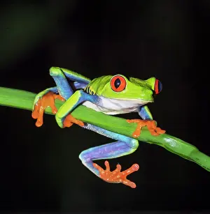 Batrachian: Red-eyed tree frog (Agalychnis callidryas) on green