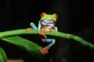 Batrachian: Red-eyed tree frog (Agalychnis callidryas) on green