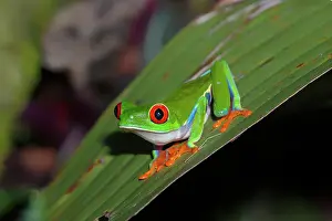 Callidryas: Red Eyed Tree Frog Agalychnis callidryas on it's night