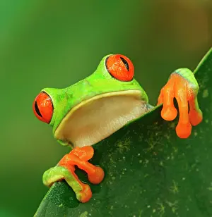 Callidryas: Red-eyed tree frog (Agalychnis callidryas) looks
