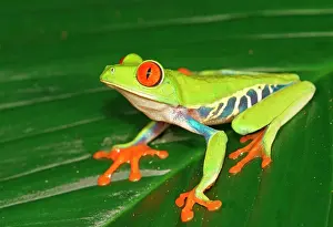 Callidryas: Red-eyed tree frog (Agalychnis callidryas) sits