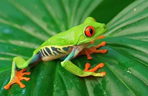 Callidryas: Red-eyed tree frog (Agalychnis callidryas) sits