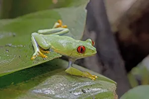 Callidryas: Red-eyed tree frog Agalychnis callidryas sitting