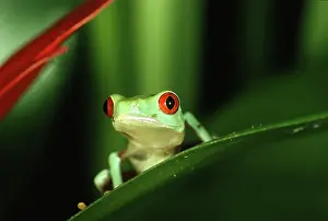 Batrachian: Red-eyed tree frog (Agalychnis callidryas) sitting