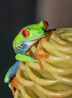 Batrachian: Red-eyed tree frog (Agalychnis callidryas) on yellow