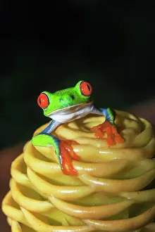 Batrachian: Red-eyed tree frog (Agalychnis callidryas) on yellow