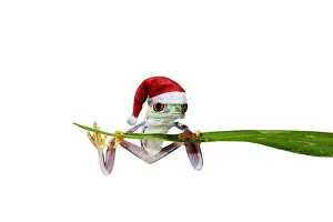 161118: Red eyed tree frog, balanced on reed wearing