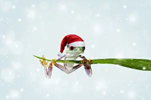 161118: Red eyed tree frog, balanced on reed wearing