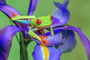Eyed: Red-eyed tree frog climbing on iris flower