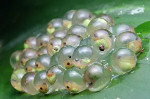 Selva: Red-eyed Tree Frog eggs (Agalychnis callidryas)