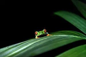 Renato Granieri: Red-eyed Tree Frog on leaf at night