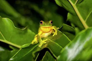 Litoria: Red-eyed Tree Frog (Litoria chloris), Australia