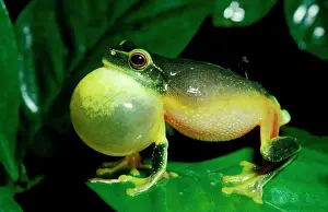 Sacs: Red-eyed tree frog - male, calling
