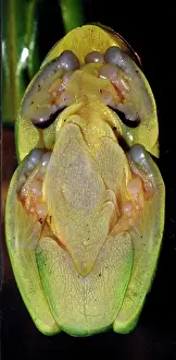 Stuck: Red-eyed Tree Frog. stuck on glass and seen from