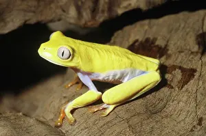 Mutation: Red-eyed Tree Frog, xanthic mutation