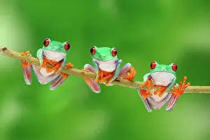 Treefrogs: Three Red-eyed Tree Frogs (Agalychnis callidryas)