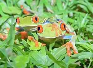 310820: Red-eyed tree frogs (Agalychnis callidryas) on green