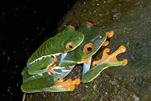 Spawning: Red-eyed Tree Frogs Mating